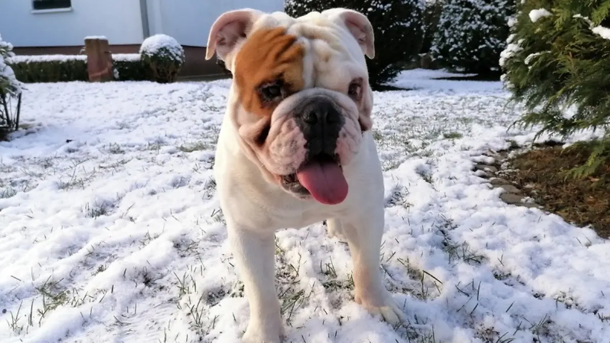 Der braune Fleck war bei Marlon 1 auf dem Kopf, Marlon 2 hat ihn am Auge. 