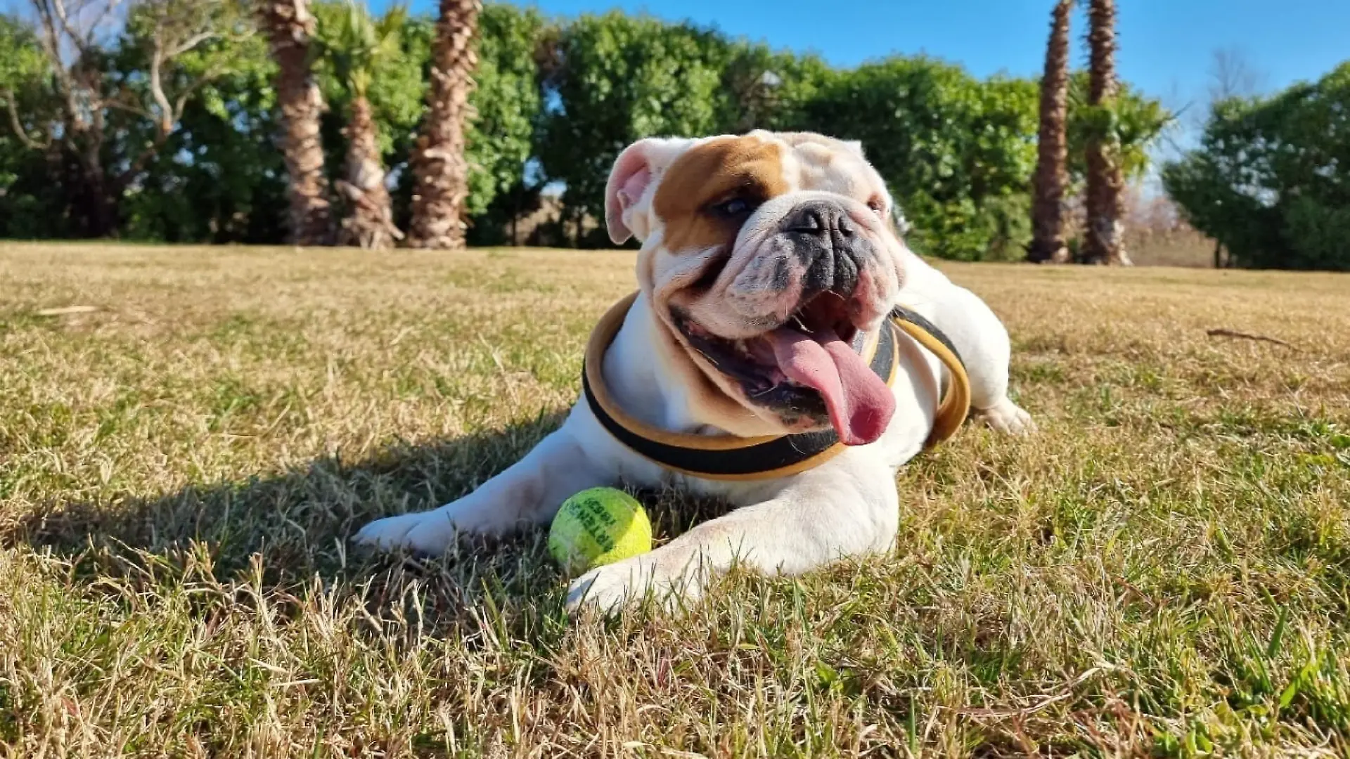 Marlon 2 ist der erste Klonhund Deutschlands.