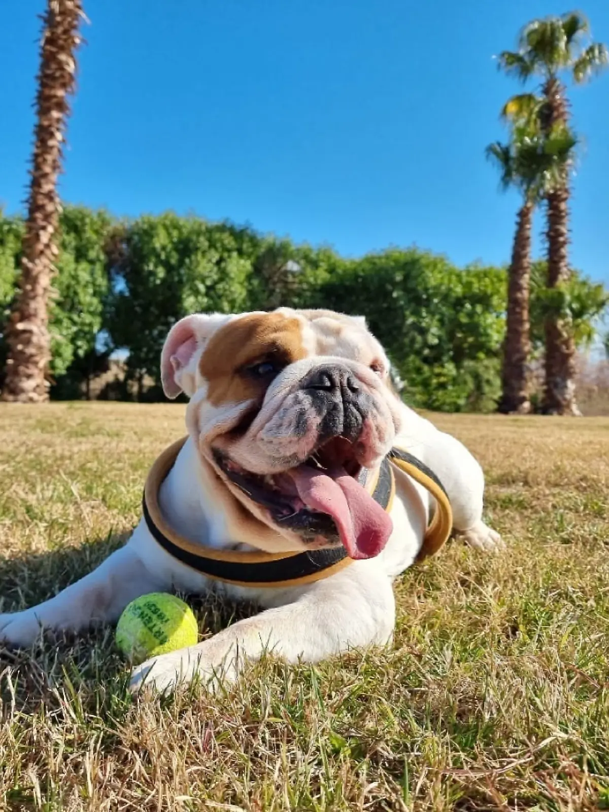 Marlon 2 ist der erste Klonhund Deutschlands. 