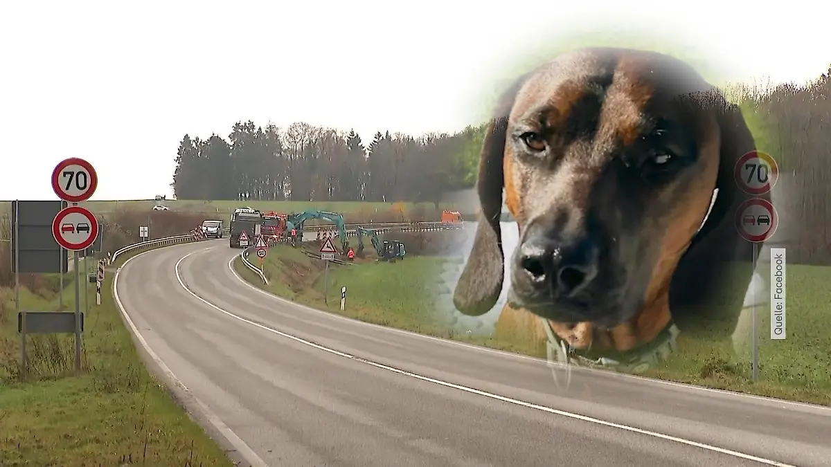 Familie bei Autounfall getötet – Hund Balou überlebte und wird vermisst Suche nach Vierbeiner