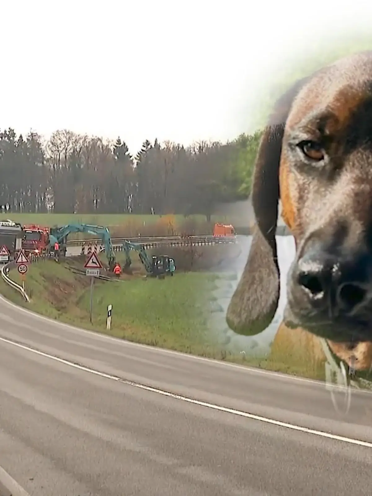 Bild zu: "Familie bei Autounfall getötet – Hund Balou überlebte und wird vermisst"