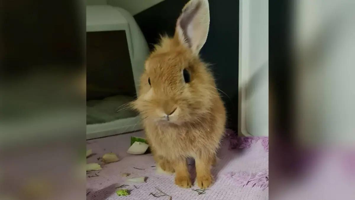 Charly möchte gerne mit anderen Kaninchen zusammenleben.