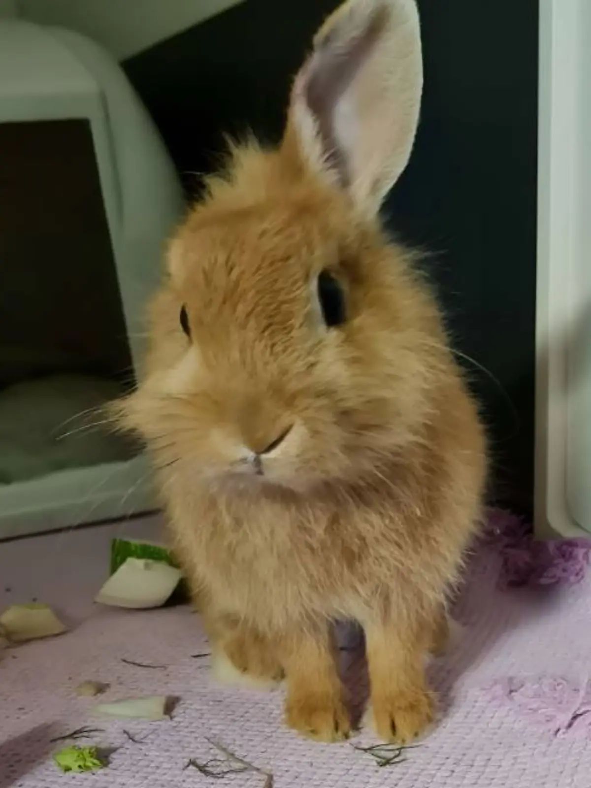 Charly möchte gerne mit anderen Kaninchen zusammenleben.