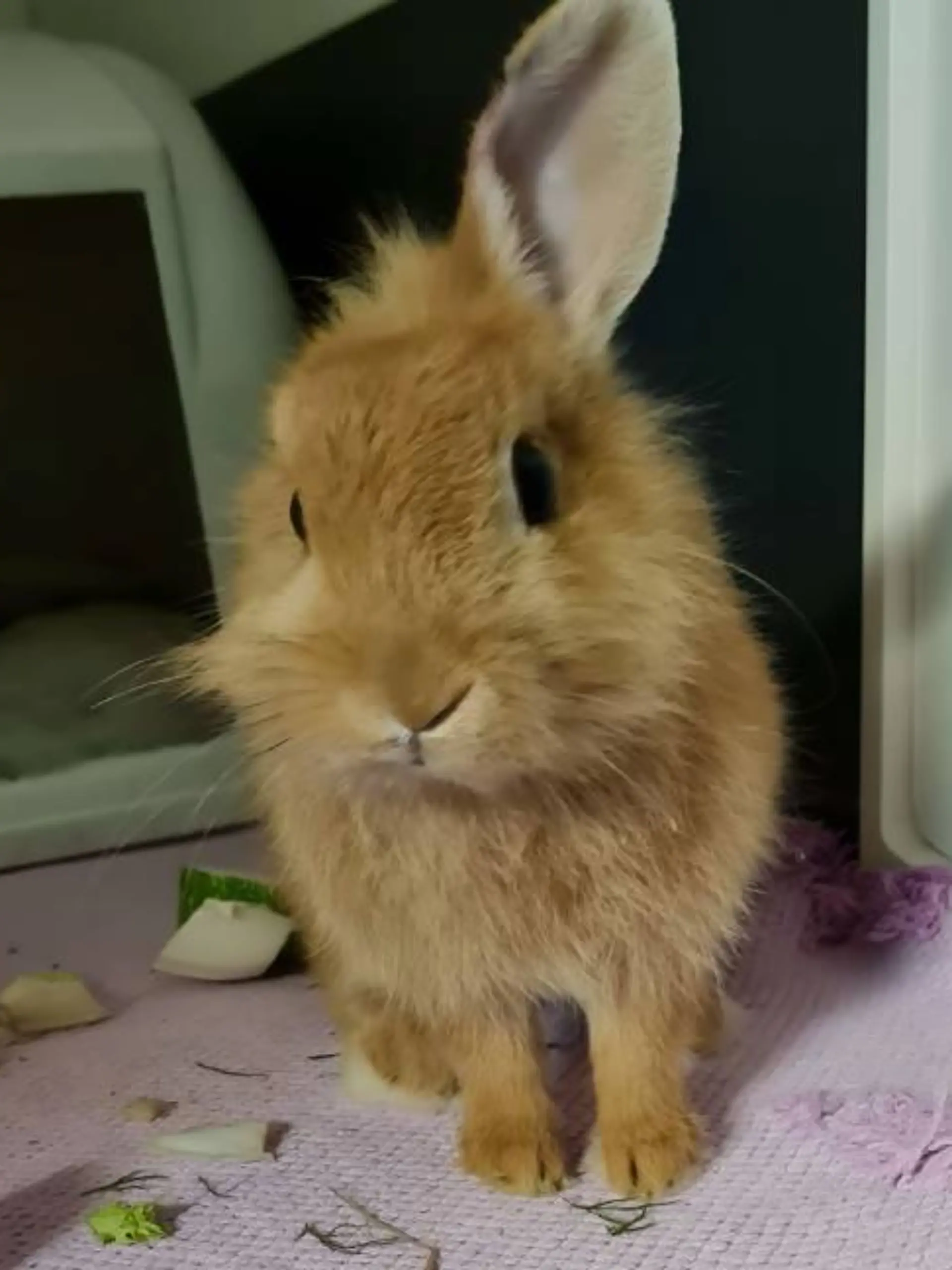 Charly möchte gerne mit anderen Kaninchen zusammenleben.