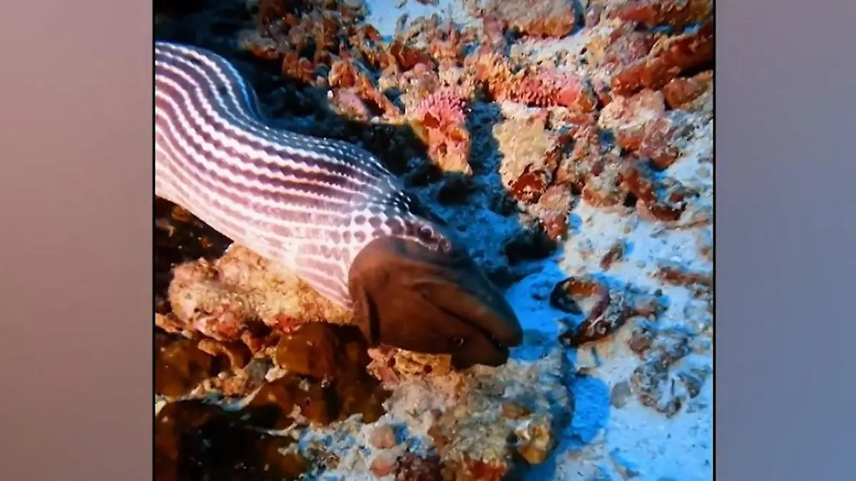 Meeresungeheuer verschlingt Muräne am Stück! Brutaler Todeskampf schockt Taucher Jagd im Verborgenen