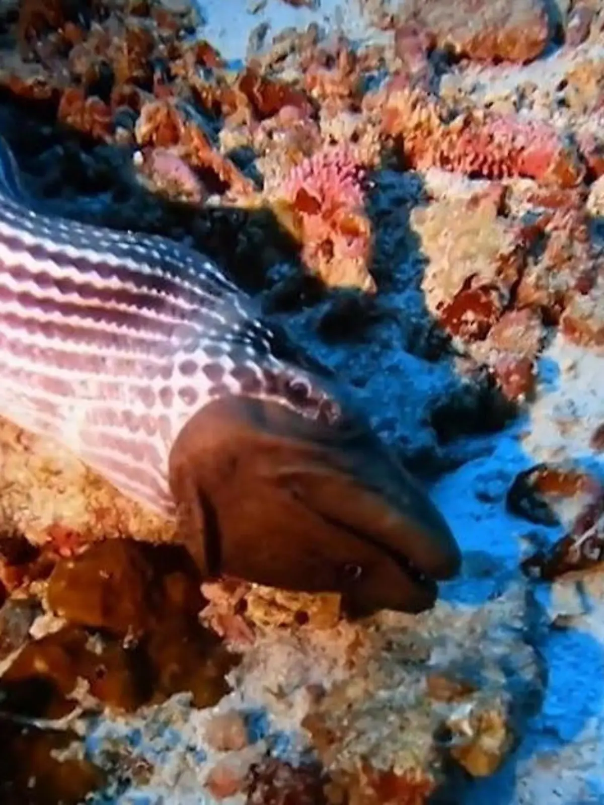 Bild zu: "Meeresungeheuer verschlingt Muräne am Stück! Brutaler Todeskampf schockt Taucher"