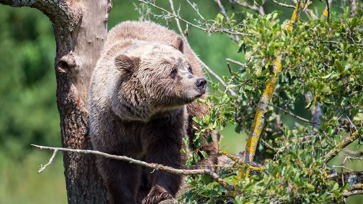 Braunbär im oberbayerischen Wildpark Poing 