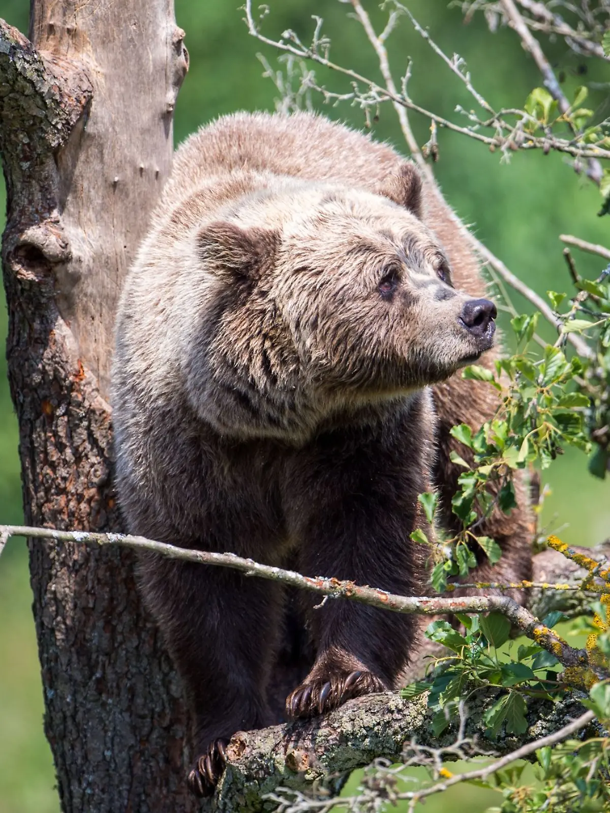 Braunbär im oberbayerischen Wildpark Poing 