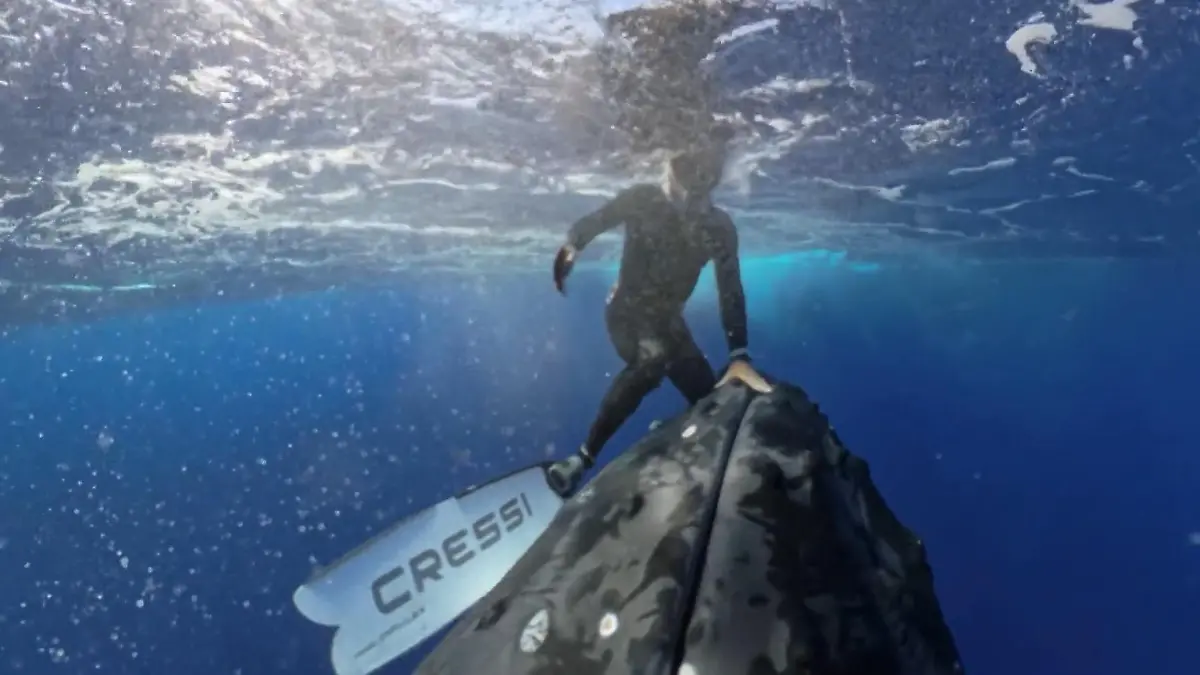 Zwölf Meter und 25 Tonnen! Buckelwal-Weibchen kommt Taucher viel zu nahe Meeresriese auf Tuchfühlung