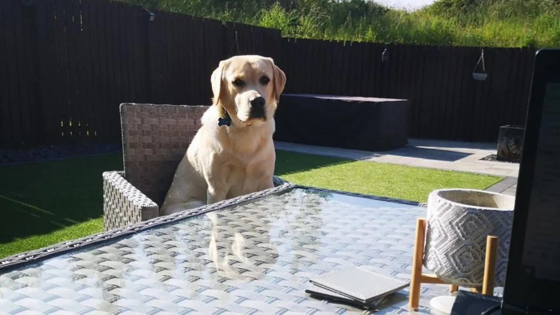 Labrador Cooper aus Schottland ist fast erstickt, weil er das mit Chemikalien behandelte Whirlpool-Wasser getrunken hatte.