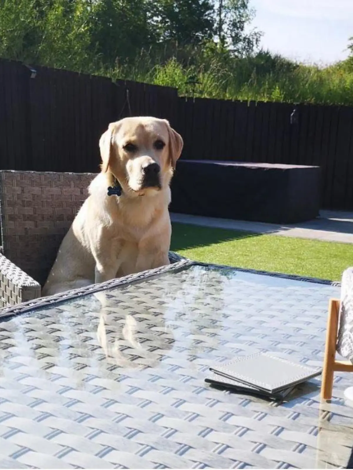 Labrador Cooper aus Schottland ist fast erstickt, weil er das mit Chemikalien behandelte Whirlpool-Wasser getrunken hatte.