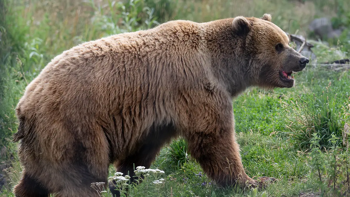 Grizzlybär in einem kanadischen Nationalpark (Symbolfoto) 