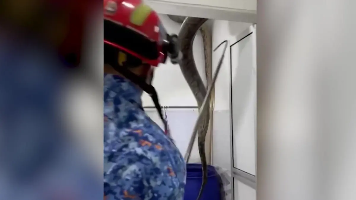 60 Kilo schwer! Mega-Python kracht durch Badezimmer-Decke „Sie war so groß, dass ich laut schrie"