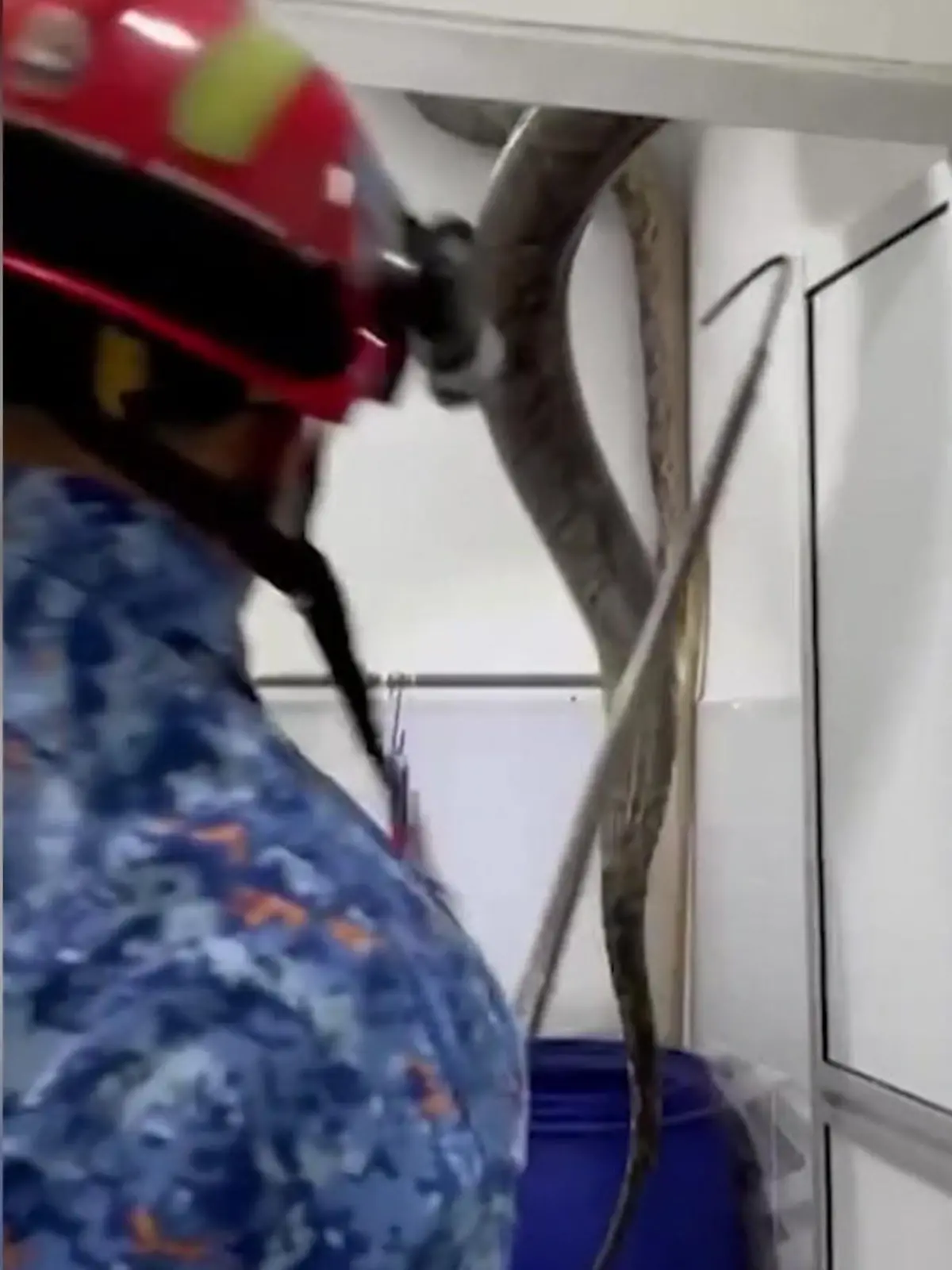 Bild zu: "60 Kilo schwer! Mega-Python kracht durch Badezimmer-Decke"