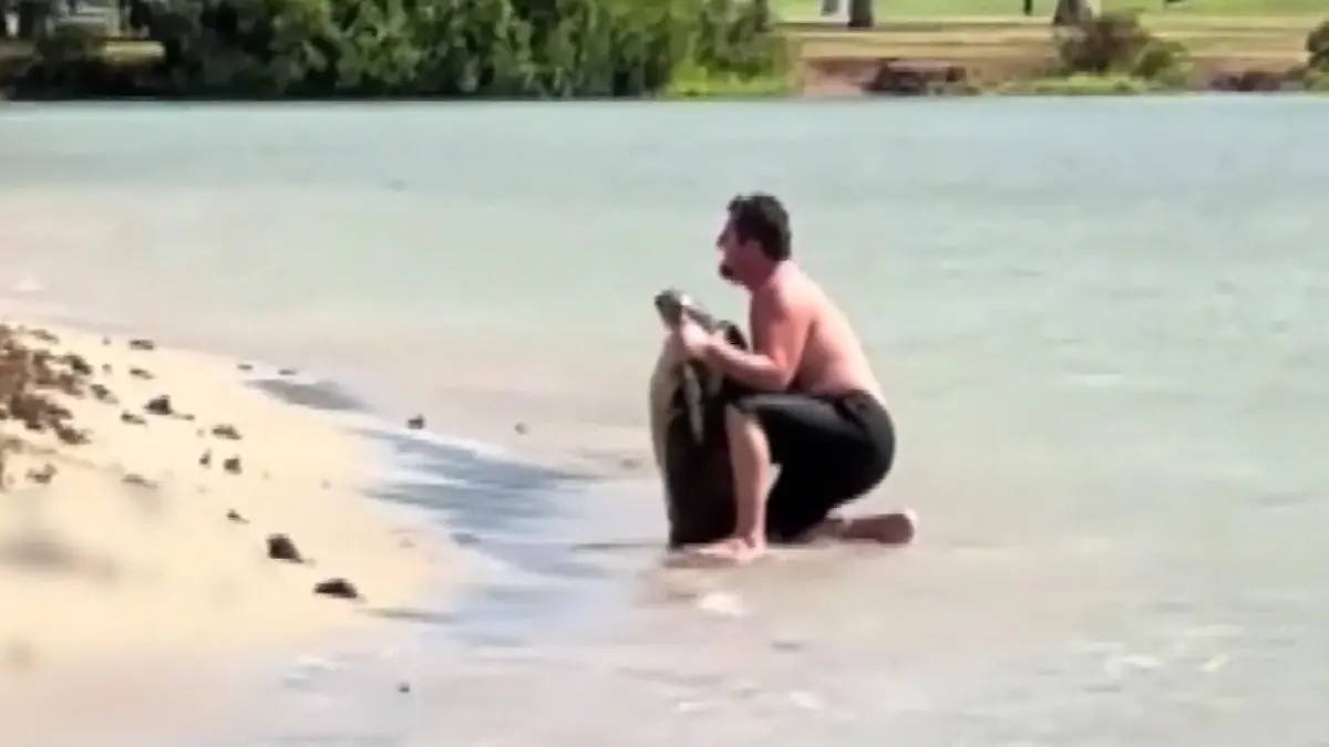 Alles nur für ein Foto! Mann quält Meeresschildkröte am Strand Ihm droht Gefängnis