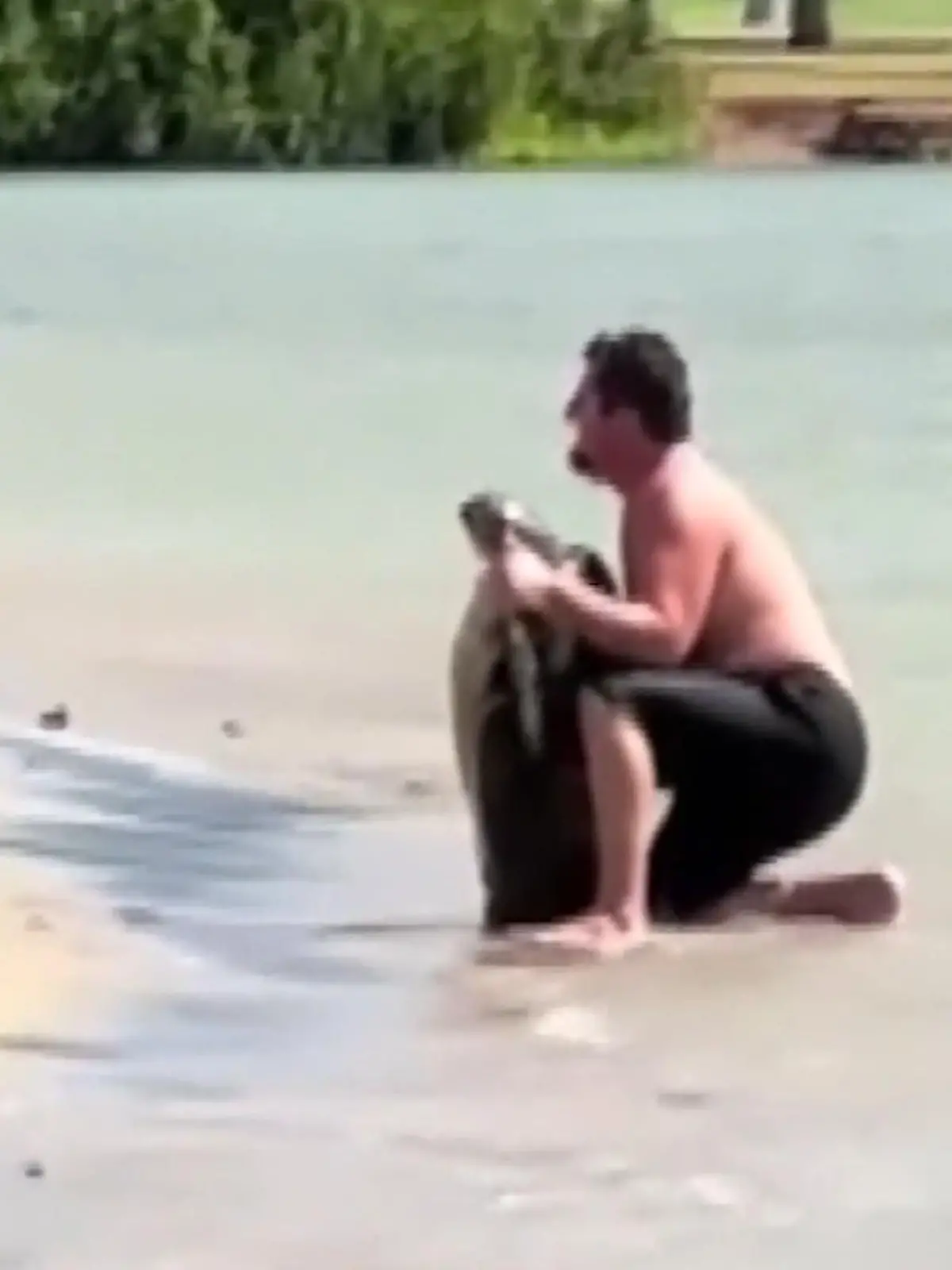 Bild zu: "Alles nur für ein Foto! Mann quält Meeresschildkröte am Strand"