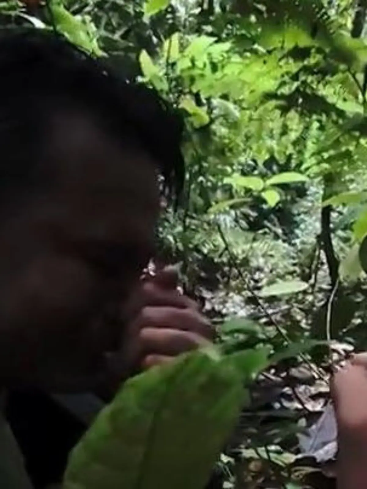 Bild zu: "Forscher entdecken „Leichenblume” – und brechen in Tränen aus!"