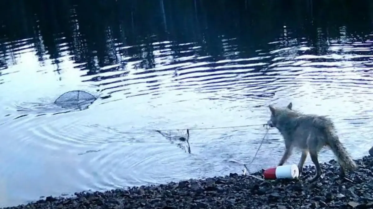 Intelligentes Verhalten nachgewiesen: So habt ihr einen Wolf noch nie jagen gesehen! Raubtier macht entspannt Beute