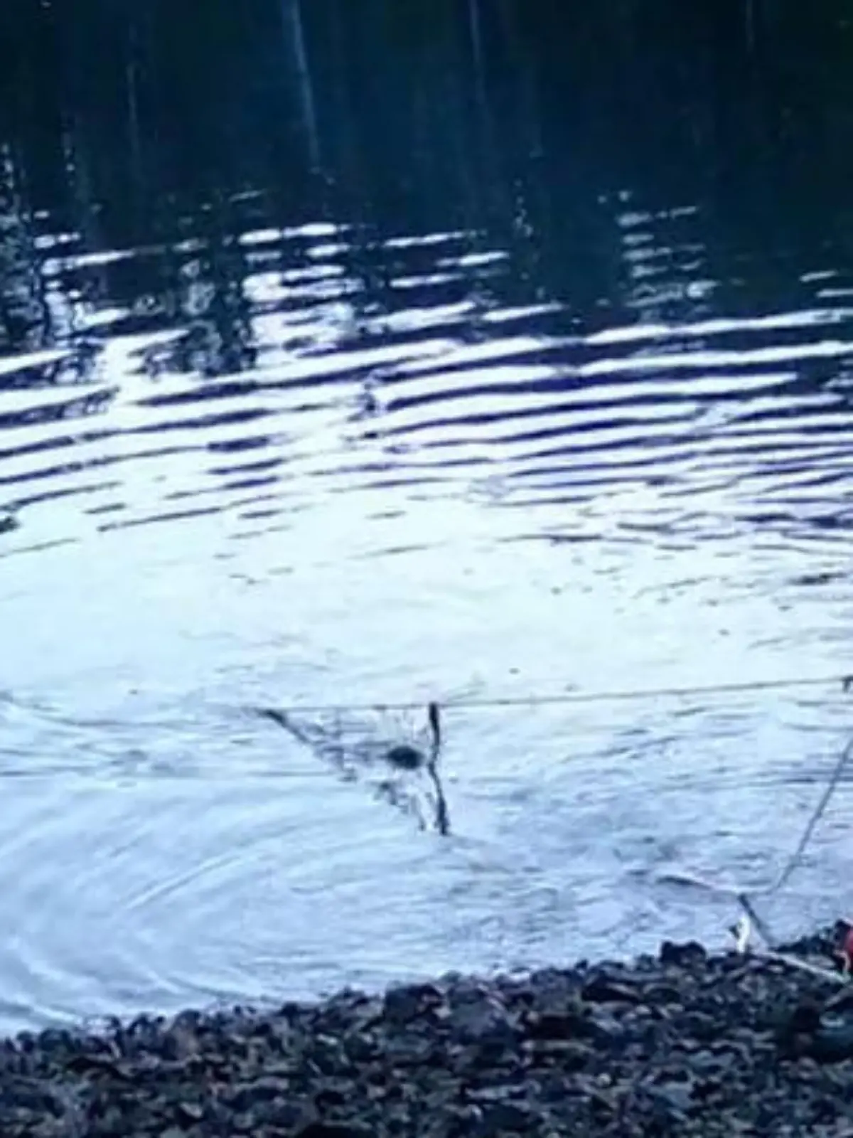 Statt zu jagen: Dieser Wolf in Kanada hat eine bessere Idee.