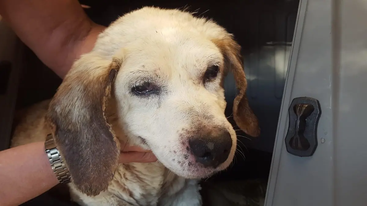 Ein verwahrlost aussehender Beagle schaut in die Kamera.