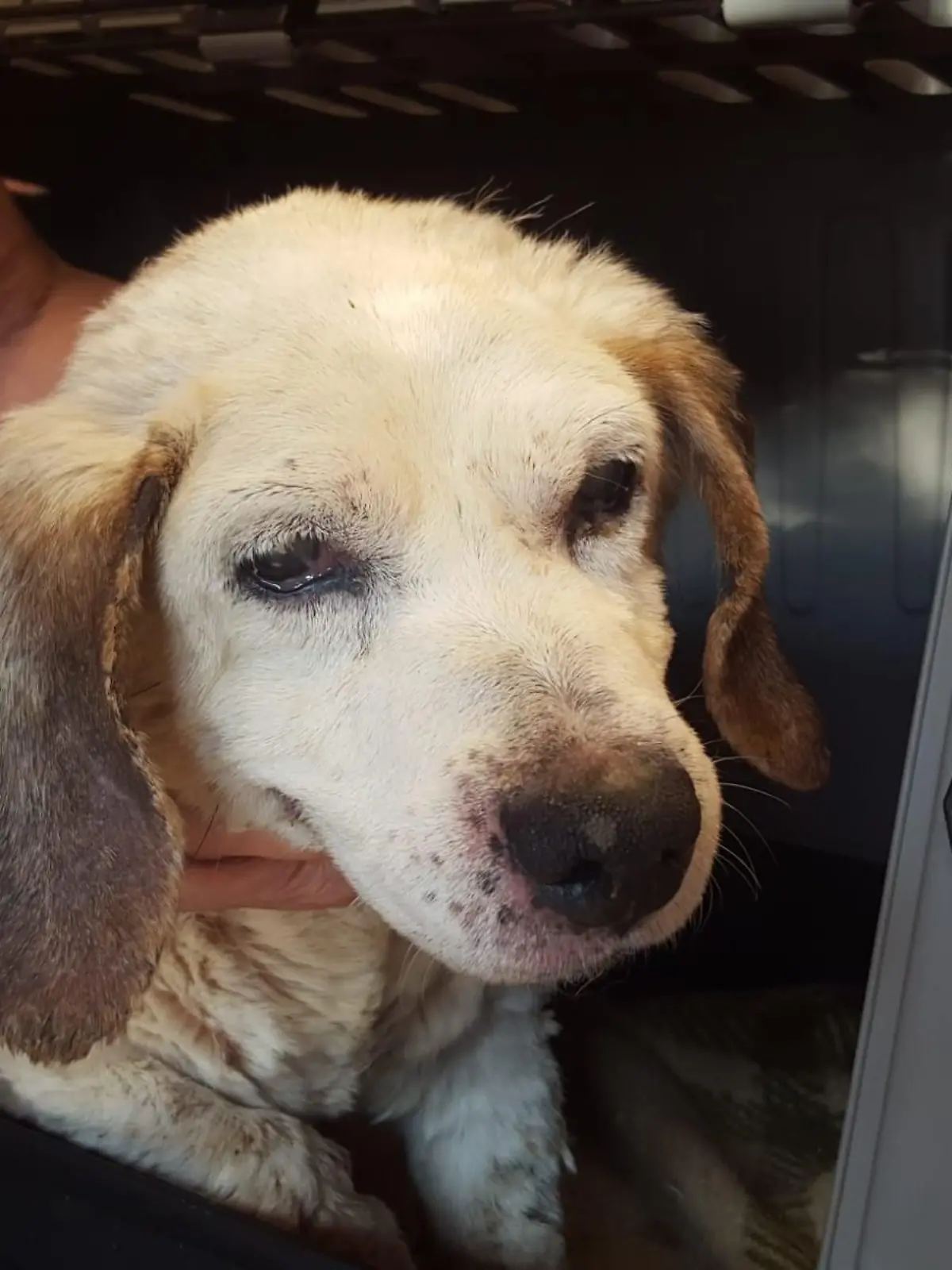 Ein verwahrlost aussehender Beagle schaut in die Kamera.