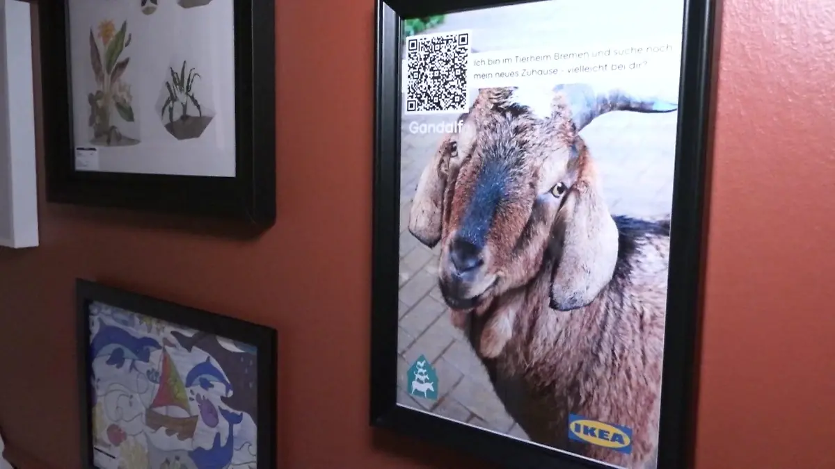 Tiere suchen ein Zuhause mal anders Ikea wird zum Vermittler