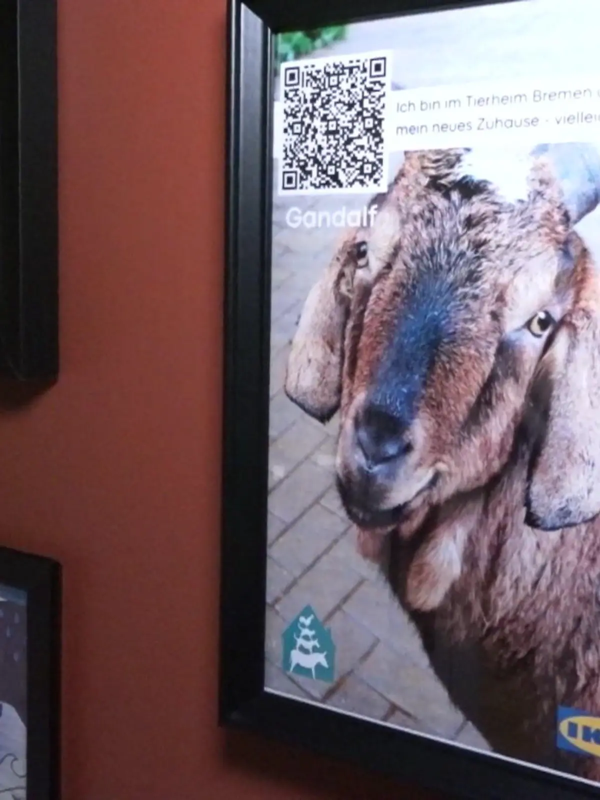 Bild zu: "Tiere suchen ein Zuhause mal anders"