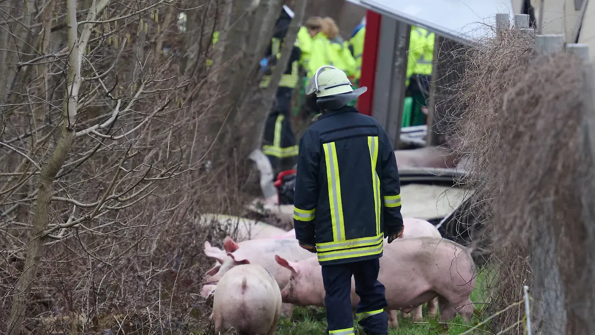 Polizei und Feuerwehr bergen einen umgekippten Tiertransporter, zu sehen sind Schweine, die darin transportiert wurden. Die Autobahn A2 ist zwischen Hamm-Uentrop und Hamm in beide Richtungen gesperrt.