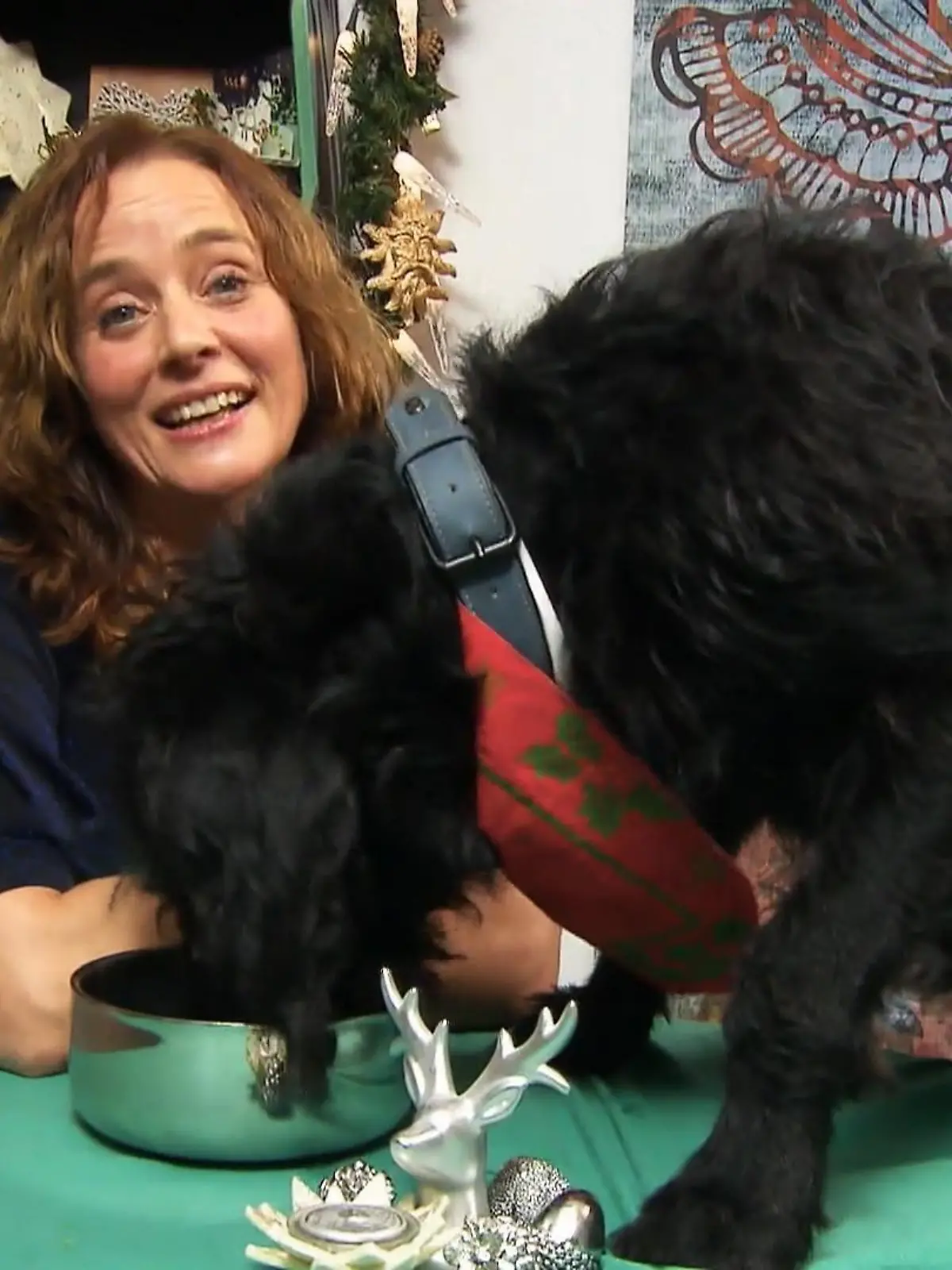 Bild zu: "Weihnachtsdinner für Hunde!"