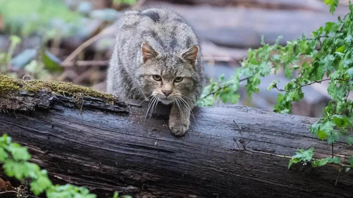 Eine Wildkatze läuft über einen Stamm. Foto: Sebastian Gollnow/dpa