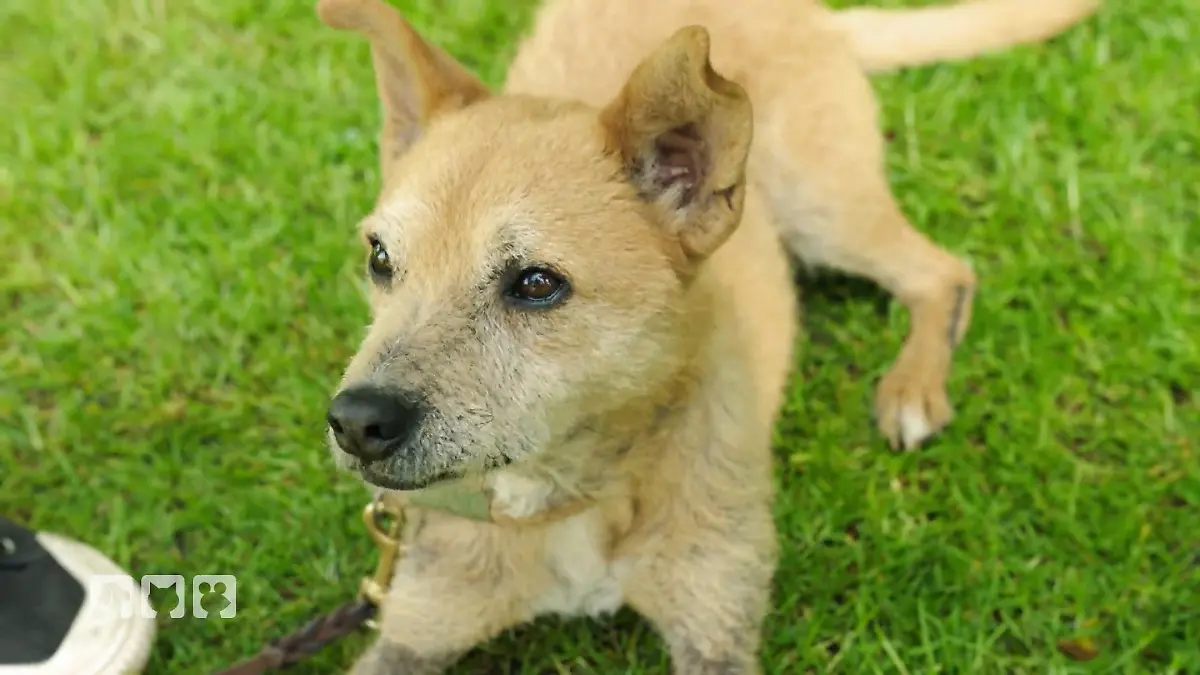 Busters Herkunft wird entschlüsselt Auf Spurensuche im Hundefell