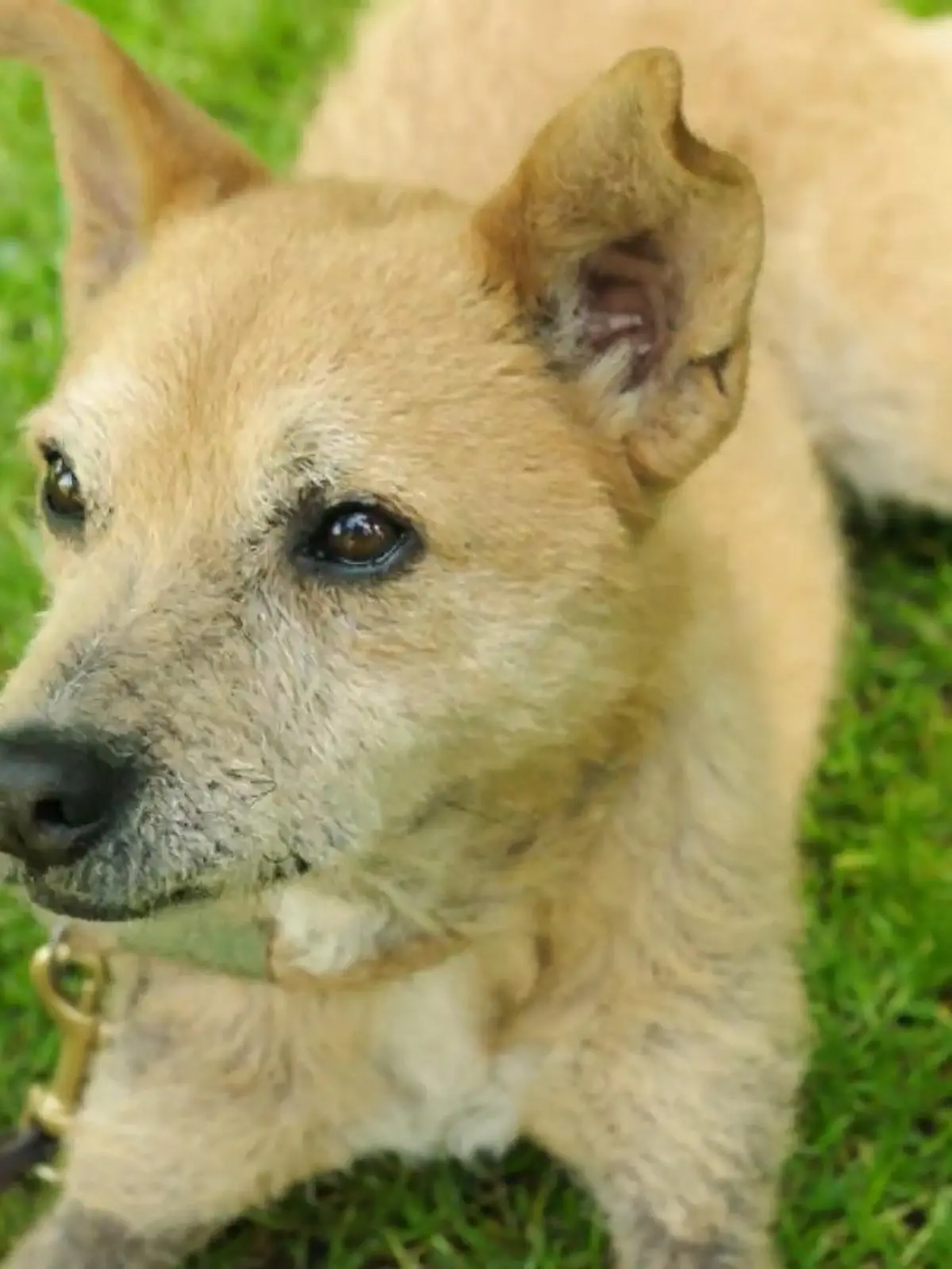 Bild zu: "Busters Herkunft wird entschlüsselt"