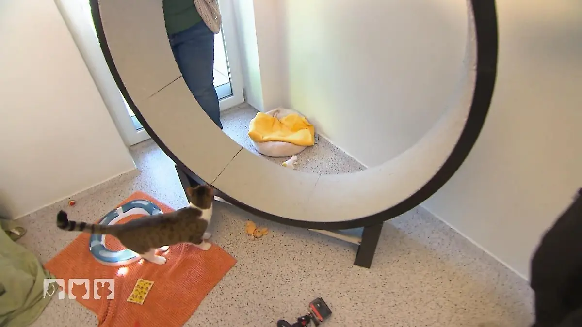 Wie Laufräder Wohnungskatzen fit halten Bewegung für ein gesundes Katzenleben