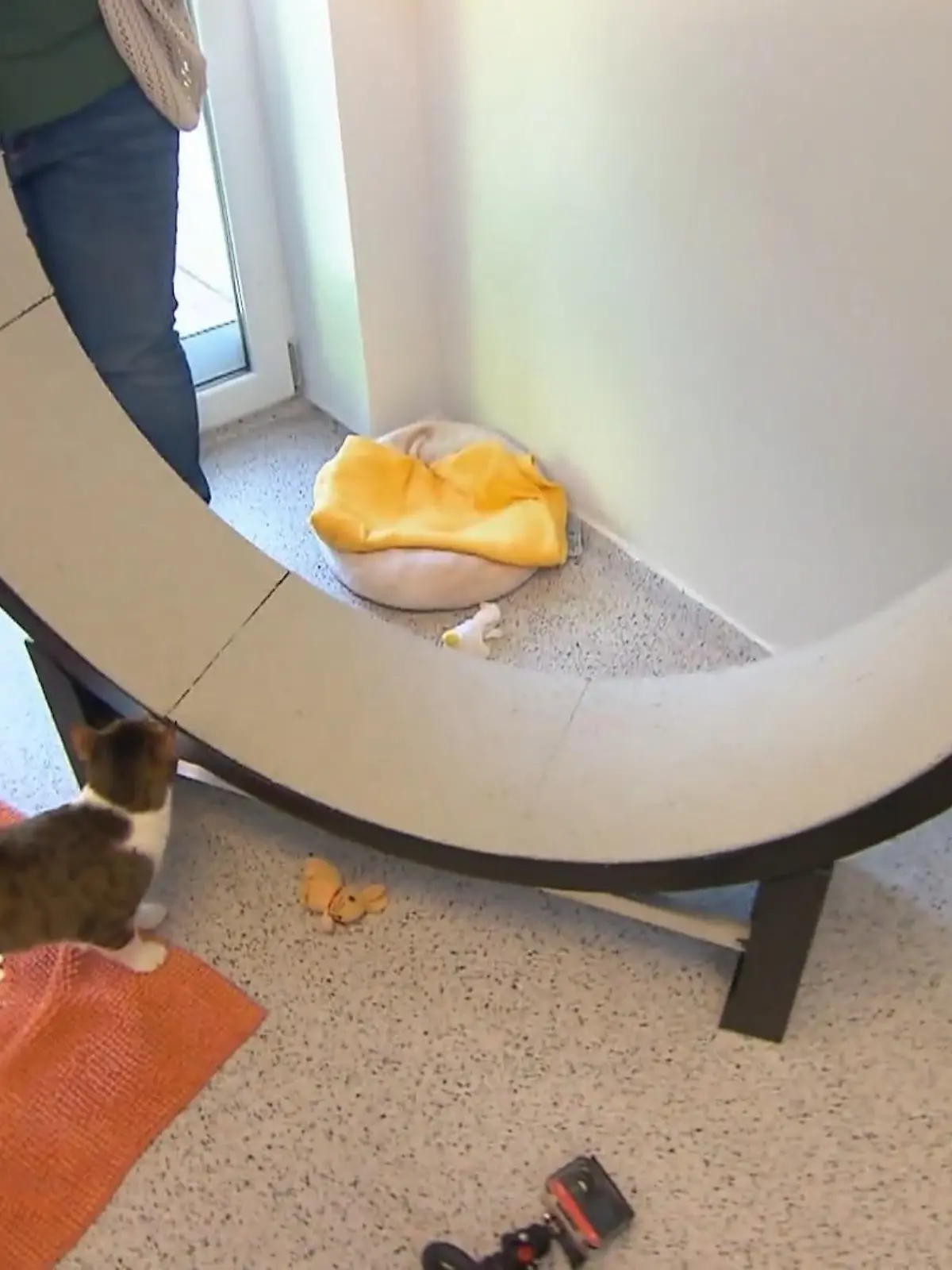 Bild zu: "Wie Laufräder Wohnungskatzen fit halten"