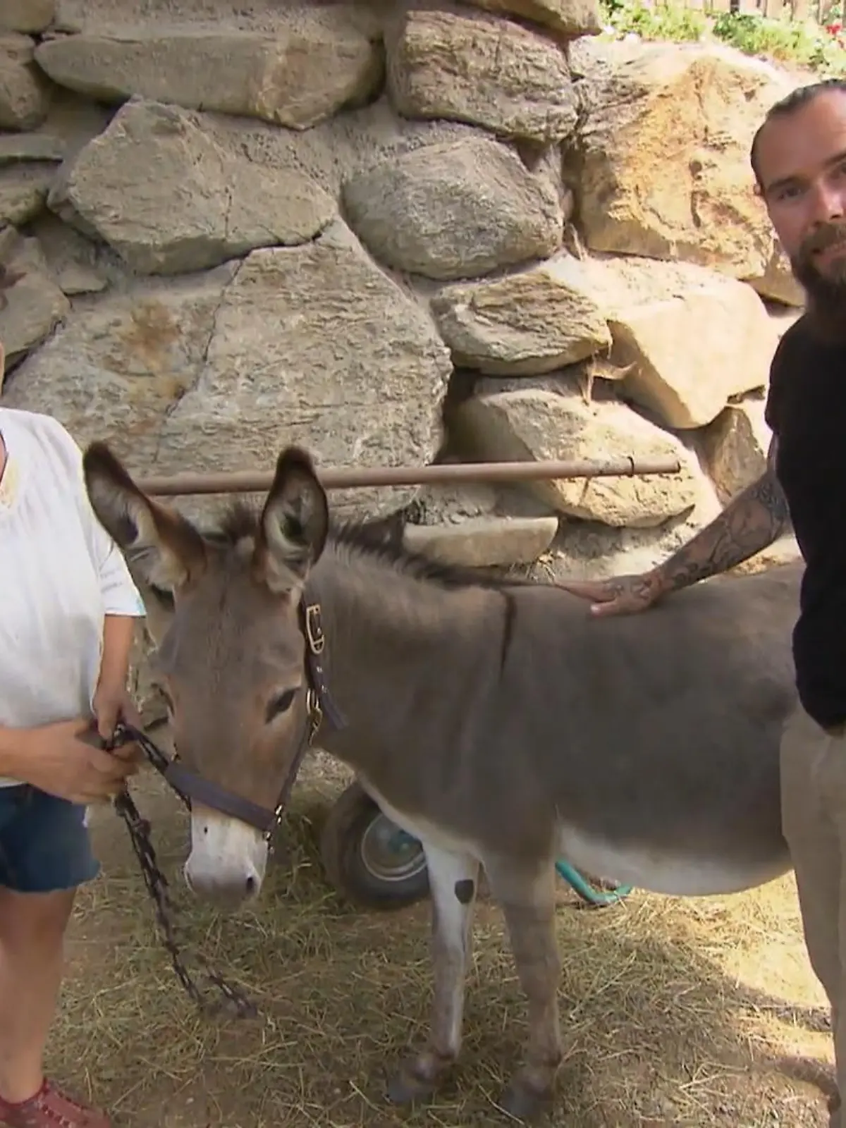 Bild zu: "Esel Polly steht vor einem wichtigen Tauglichkeitstest"