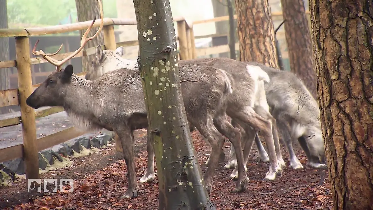 Karbe kümmert sich um besondere Rentiere Neue Patienten