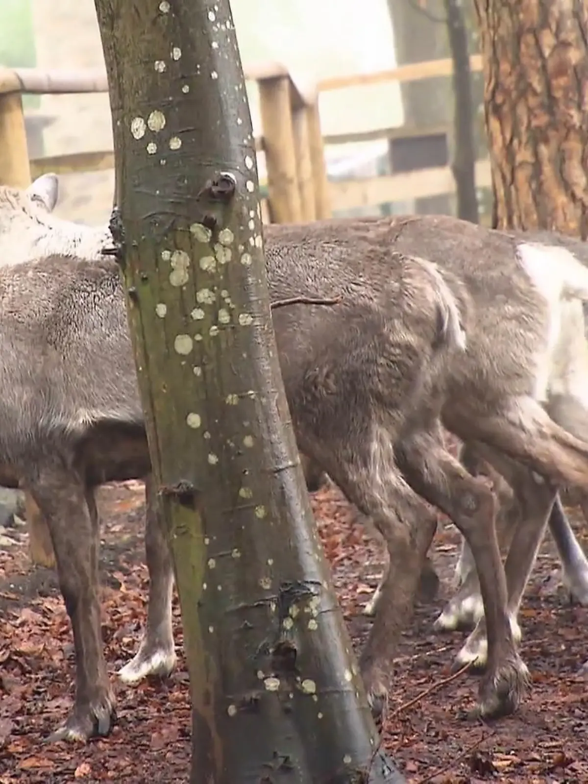 Bild zu: "Karbe kümmert sich um besondere Rentiere"