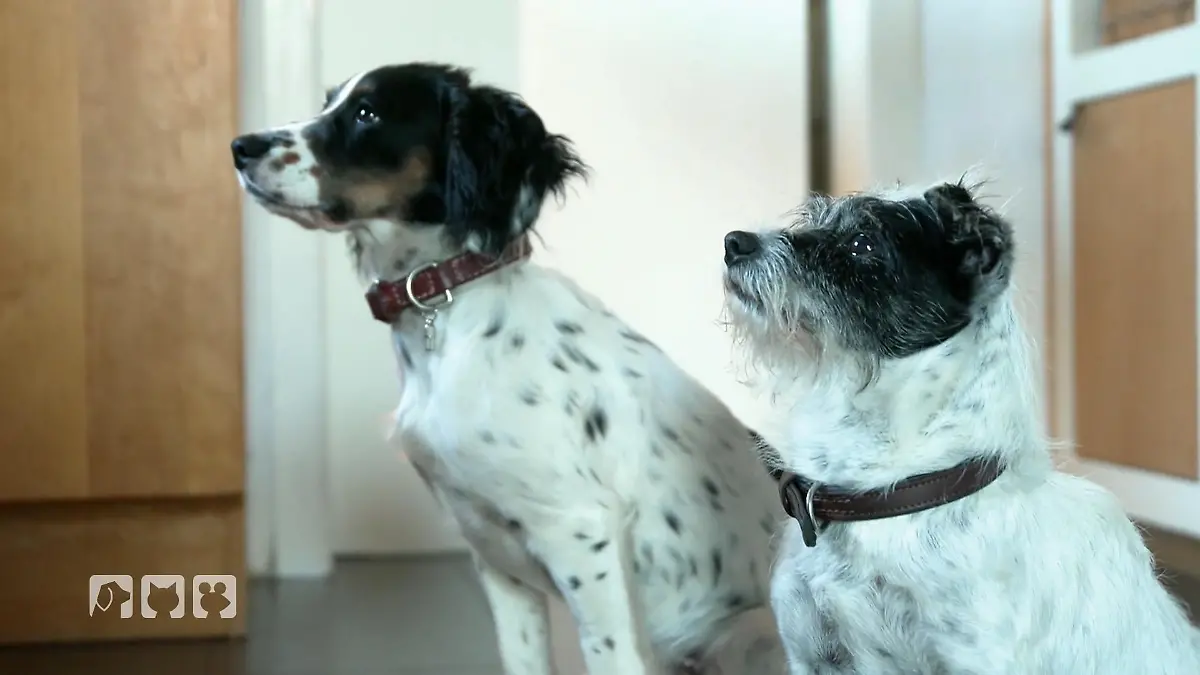 Kate erkundet die Heide mit ihren Hunden Unterwegs in der Natur