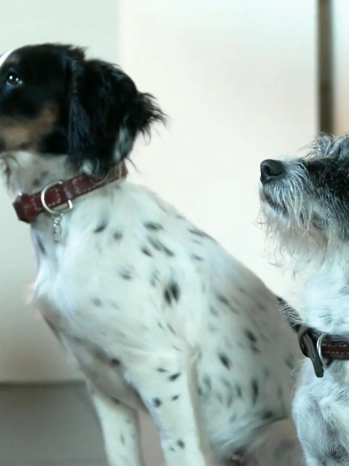 Bild zu: "Kate erkundet die Heide mit ihren Hunden"