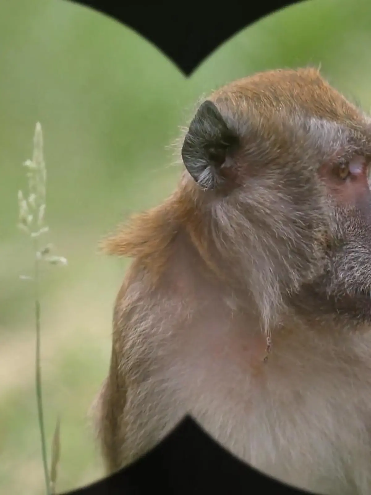 Bild zu: "Martin und Detlef besuchen die AAP Tierschutzorganisation"