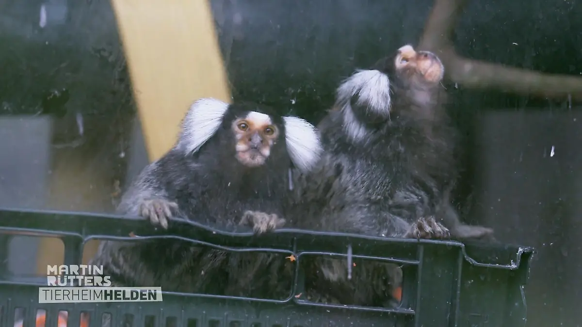Warum Besuche für die Tiere tabu sind Einblicke