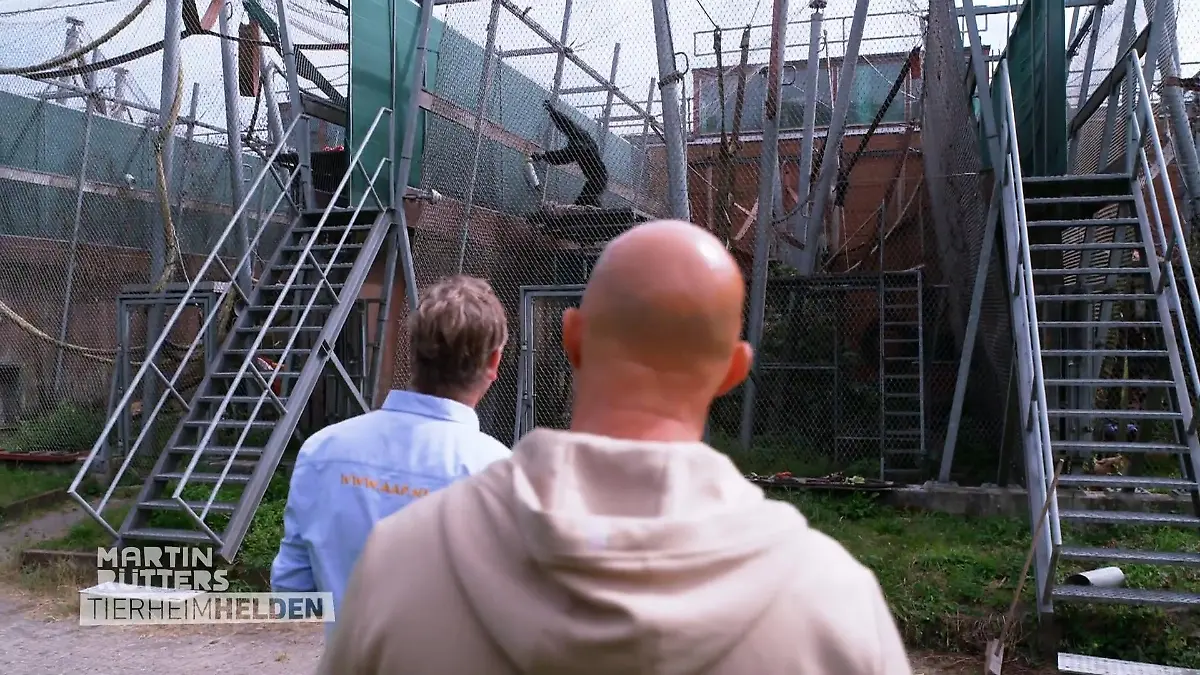 Schimpansen benötigen besonderen Schutz Begegnung mit einer traumatisierten Vergangenheit