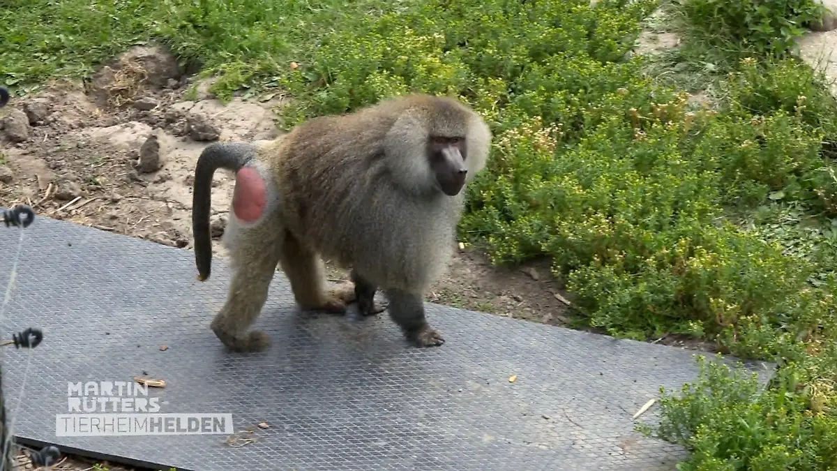 Martin unterstützt beim Füttern der Affen Praktische Hilfe