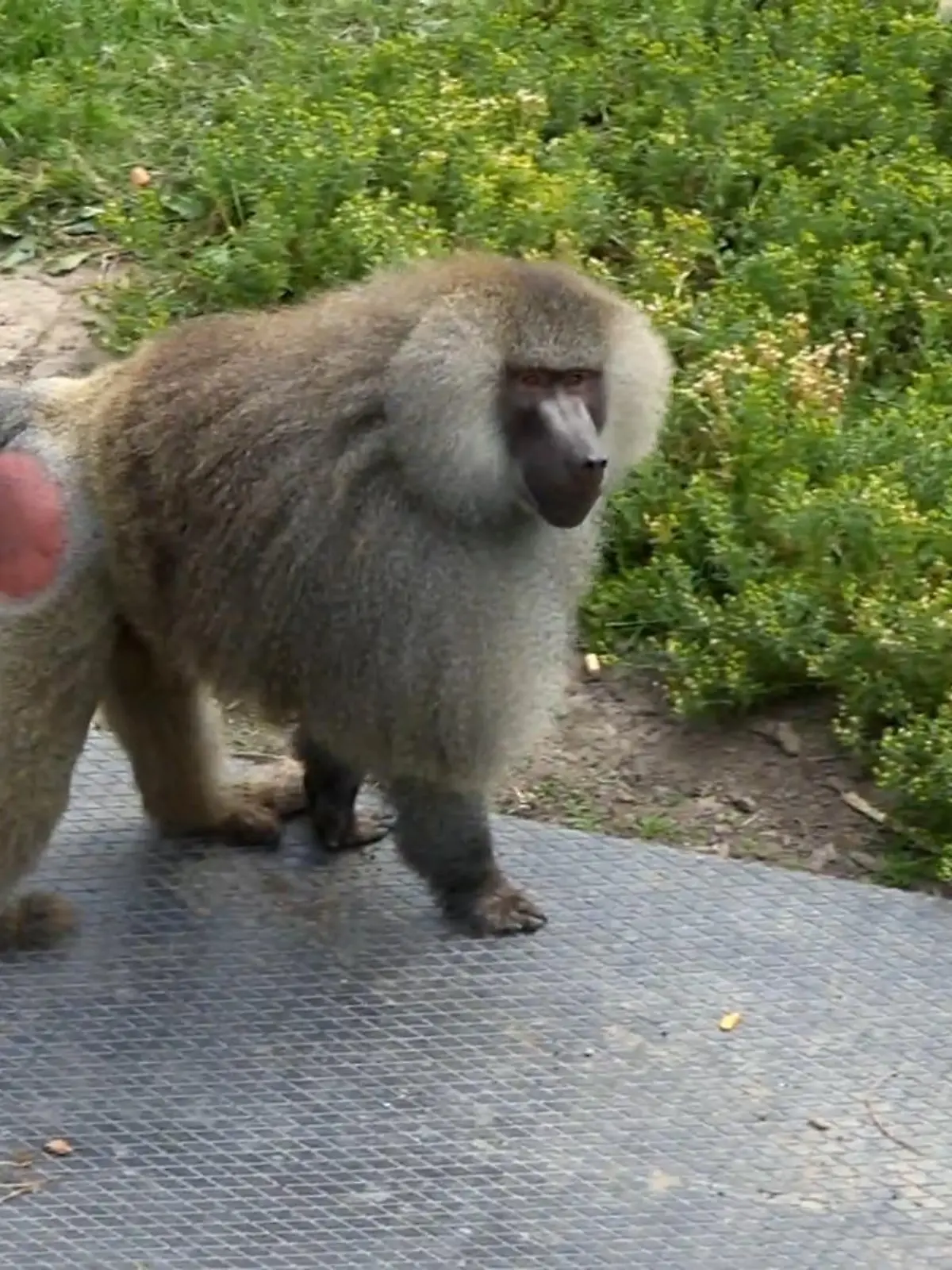 Bild zu: "Martin unterstützt beim Füttern der Affen"