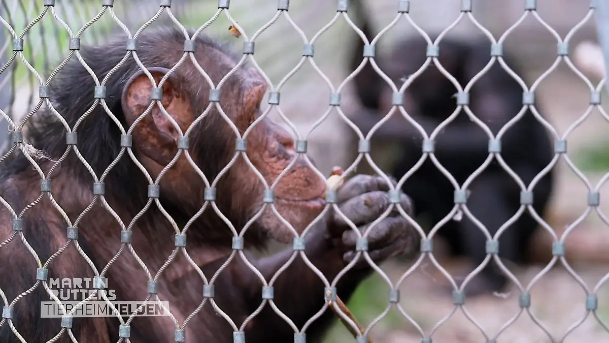 Lisa darf ins Gehege, Detlef begleitet sie Vertrauensarbeit mit starken Persönlichkeiten