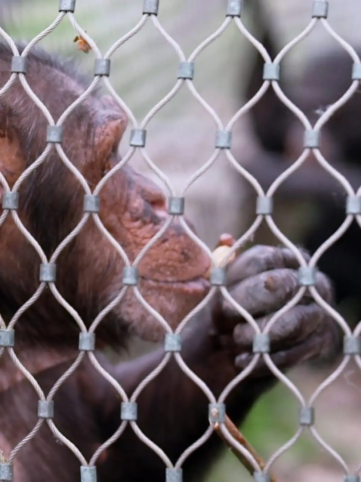 Bild zu: "Lisa darf ins Gehege, Detlef begleitet sie"