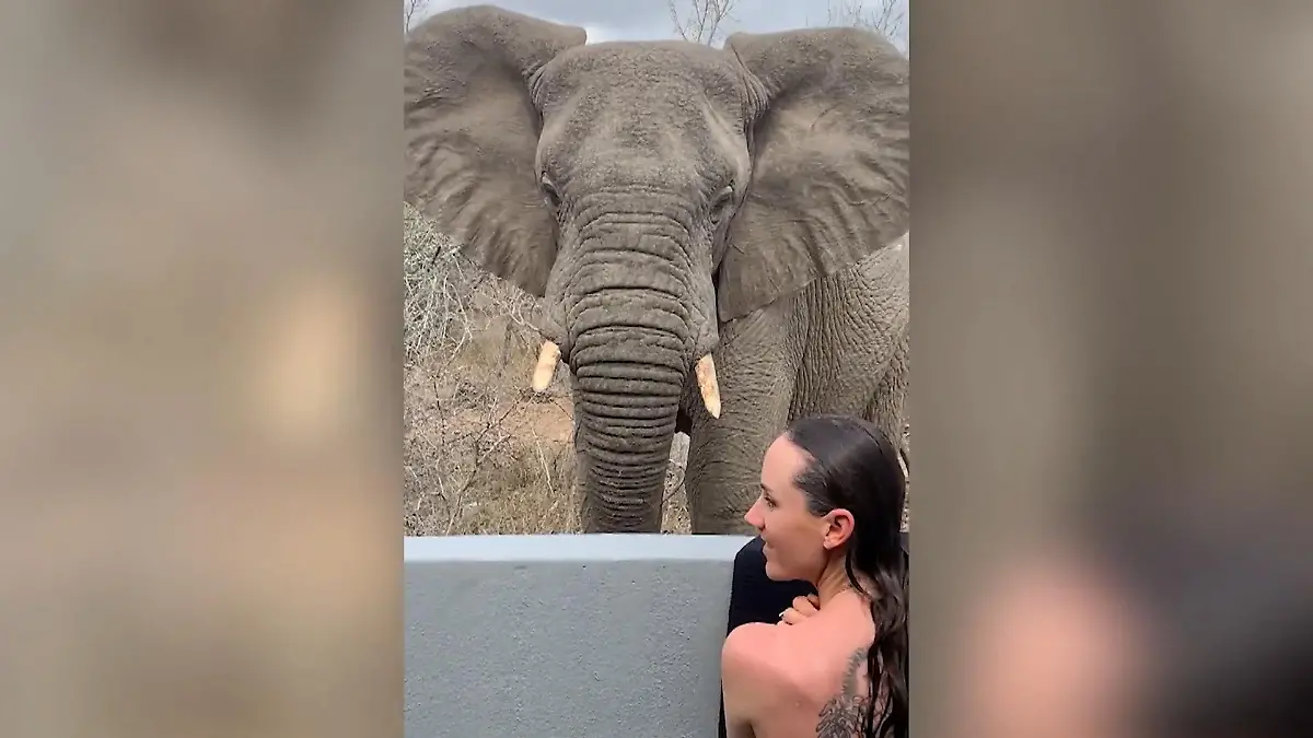 S-dafrika-Spanner-Alarm-Elefant-berrascht-nackte-Frau-beim-Duschen