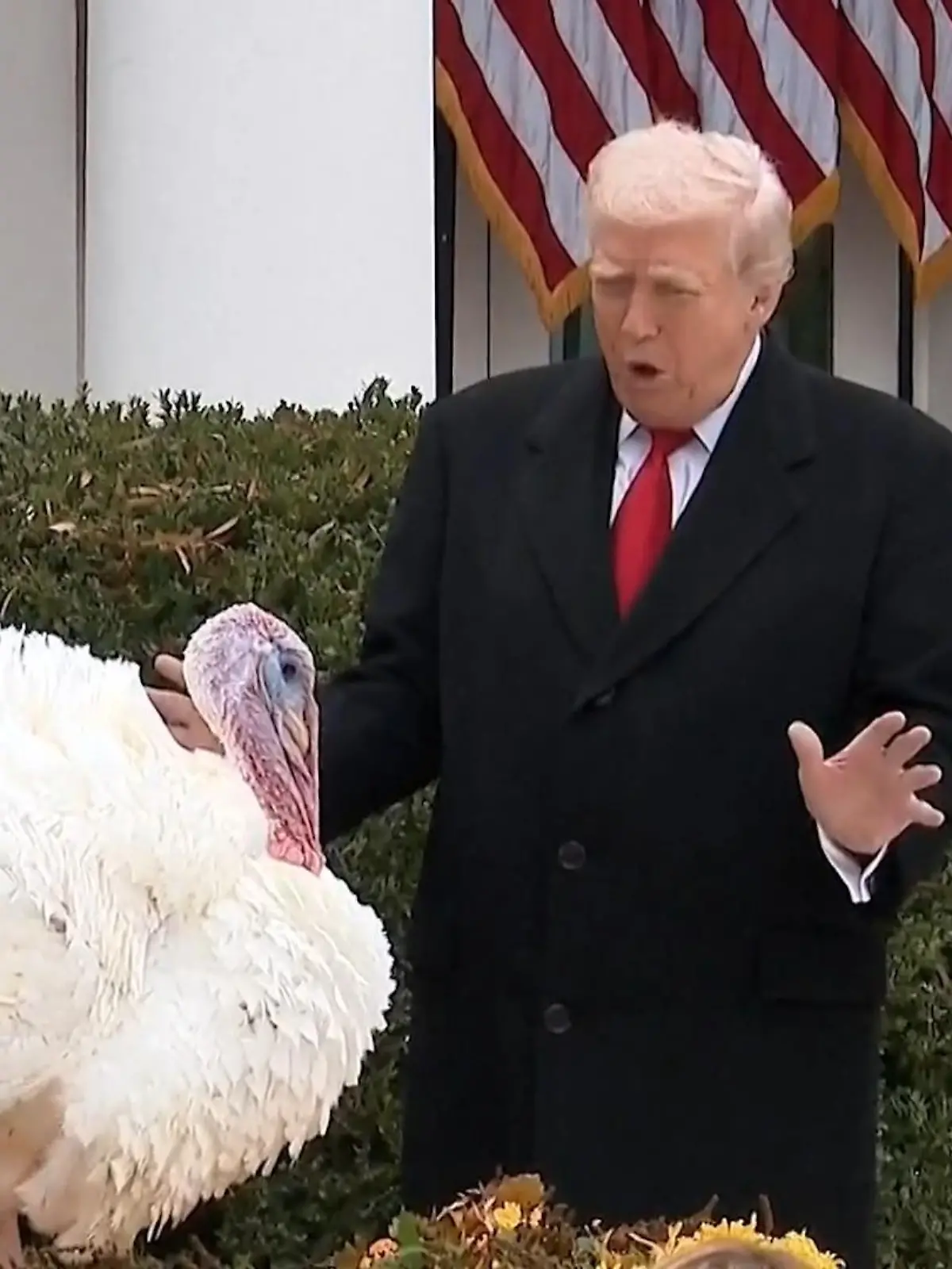 Bild zu: "Landleben statt Ofen! US-Präsident Trump begnadigt Truthähne"