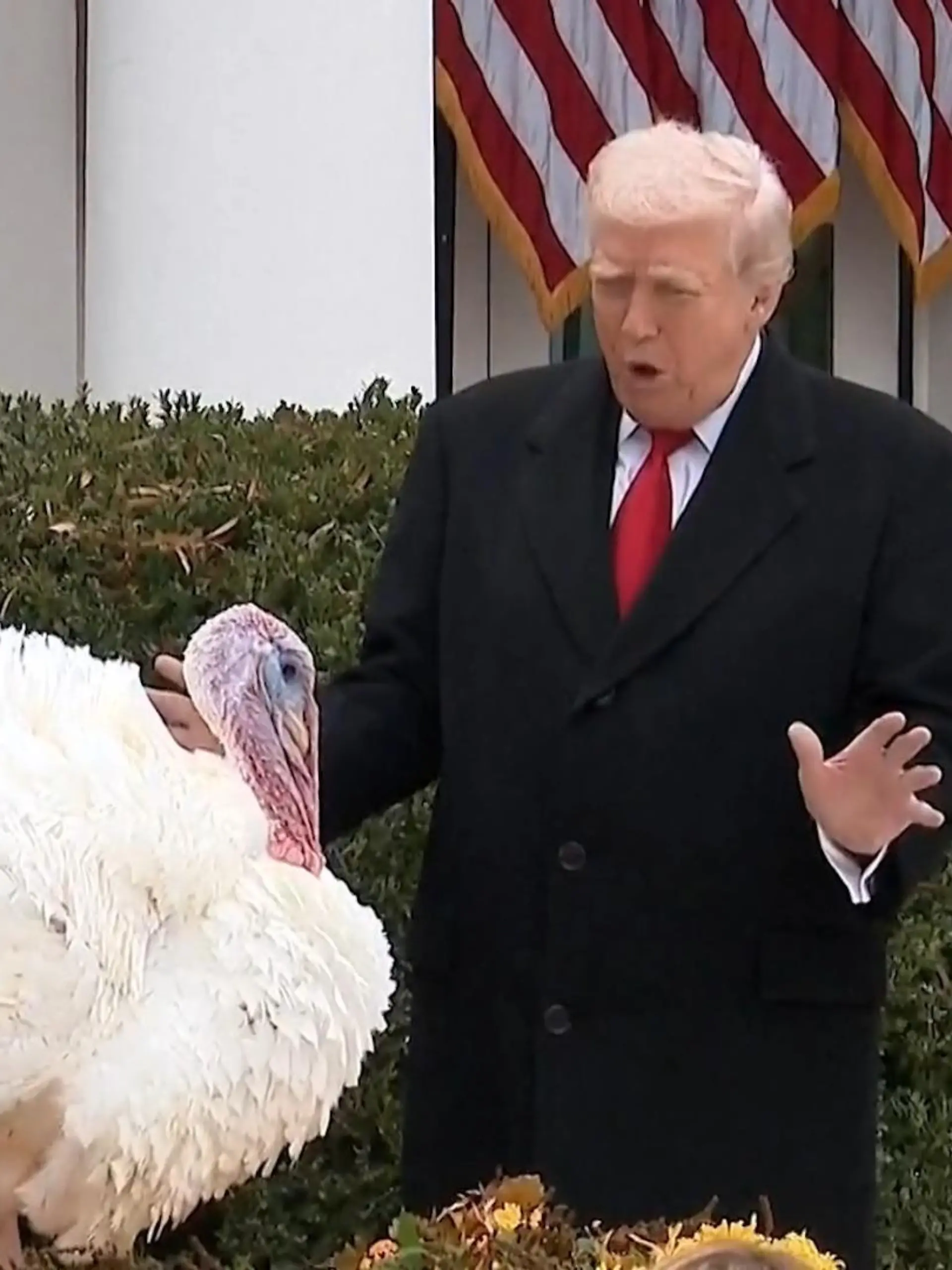 Bild zu: "Landleben statt Ofen! US-Präsident Trump begnadigt Truthähne"
