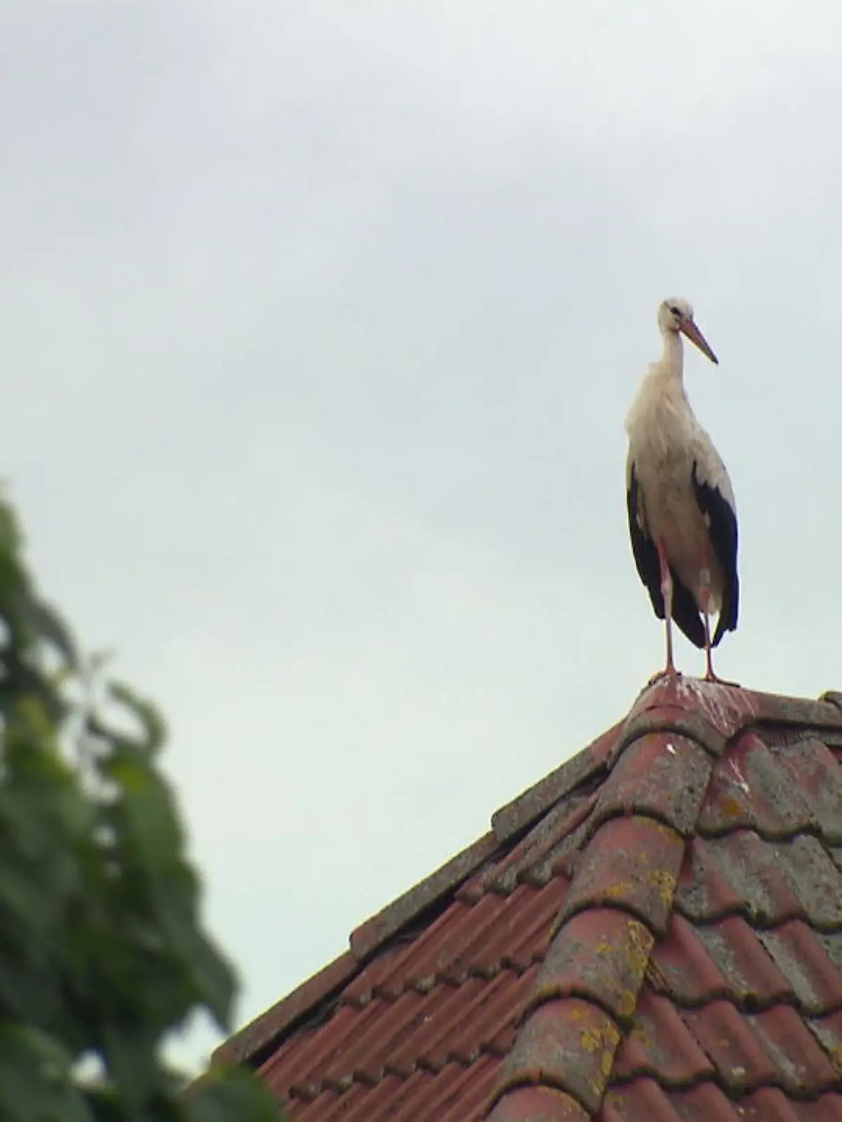 Bald werden die Jungtiere flügge und auch die Altvögel wollen wieder in den Süden - oder doch nicht?